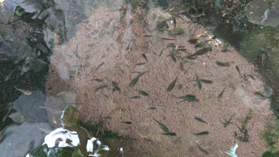 花蓮家中迷你池裡數量很多的小型魚群